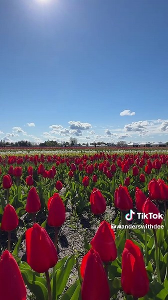 I visited TASC Tulip Farm in Niagara-on-the-Lake and it’s one of the best spring day trips near the city ♥️ 📌 Peak bloom: first 2 weeks of May 👉🏽 My tip: visit May 9–10 weekend for the best blooms(Prefer Early Morning) 💐What you can do here: • Pick 10 tulips per person • Enjoy food trucks and picnic tables with umbrellas • Relax on benches and chairs across the farm • Bring your own food and drinks ✅ Good to know before you go: • 1173 Line 3 Rd, Niagara-on-the-Lake, Ontario • Free on-site pa