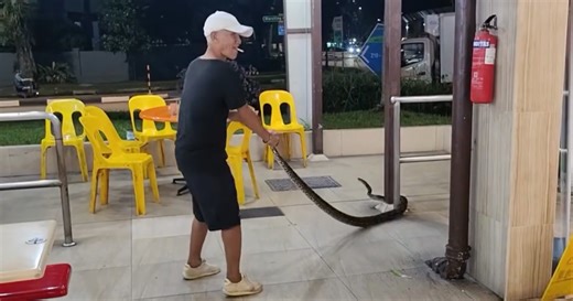 Uncle tries to relocate python from Marsiling coffee shop with bare hands