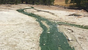 How Did Red Algae Survive in Extreme Environments?