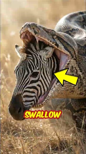 TOP 3 LARGEST Pythons EVER Recorded #facts #animals #shorts #nature #wildlife